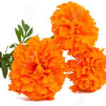 20 Flowers Name In English-Hindi | फूलों के नाम | phoolon ke naam hindi mein | Best Flowers Name