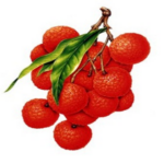 Quiz Fruits Name - 2024