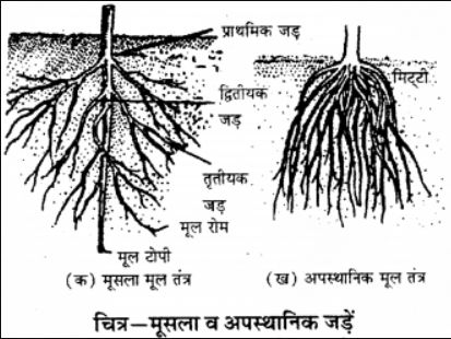 CLASS 6 VIGYAN BHARATI CHAPTER 6 Jeev Jagat